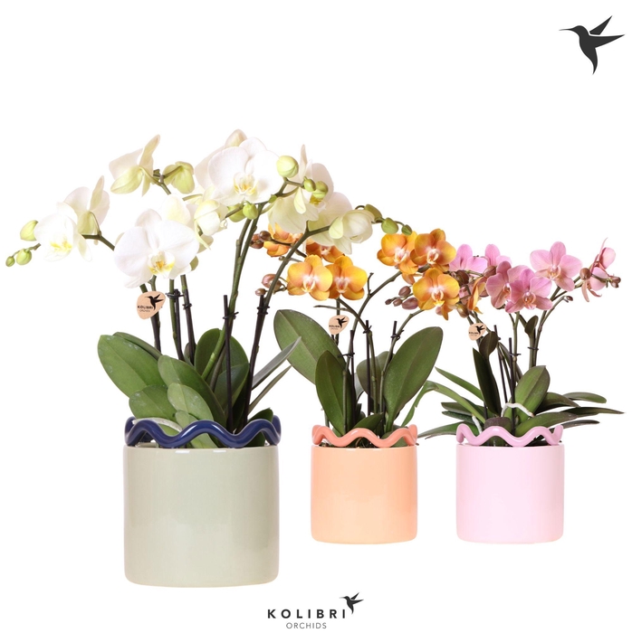 <h4>Kolibri Orchids Phalaenopsis Jewel mix 4 spike in Funky pot mix</h4>
