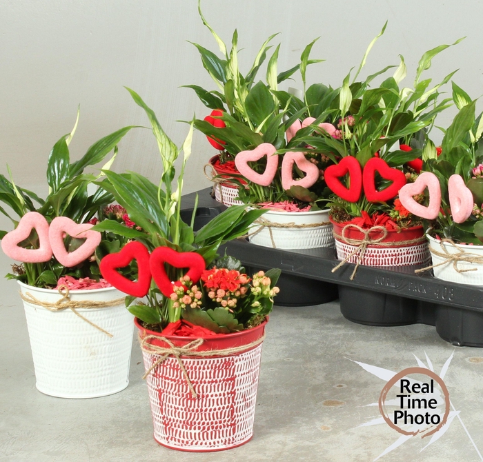 <h4>ARR KAMERPL</h4>