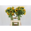 Helianthus Orange Fire