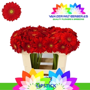 Germini Lipstick Water