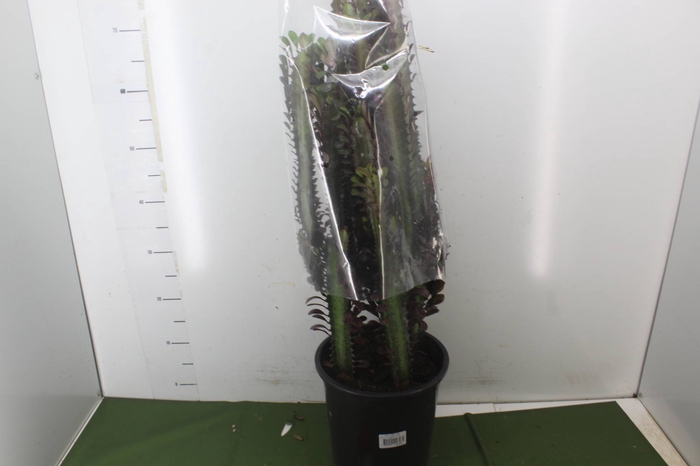 <h4>CACTUS EUPHORBIA TRIGONA RUBRA P24</h4>