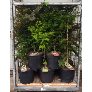 ACER PALMATUM