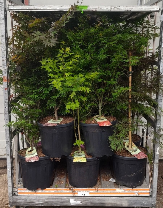 <h4>ACER PALMATUM</h4>