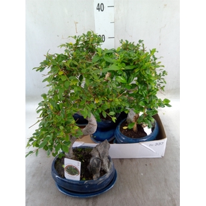 Bonsai   ...mix