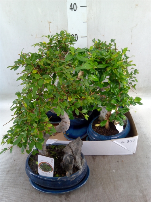 <h4>Bonsai   ...mix</h4>