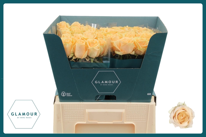 <h4>R GR AVALANCHE PEACH+ GLAMOUR</h4>