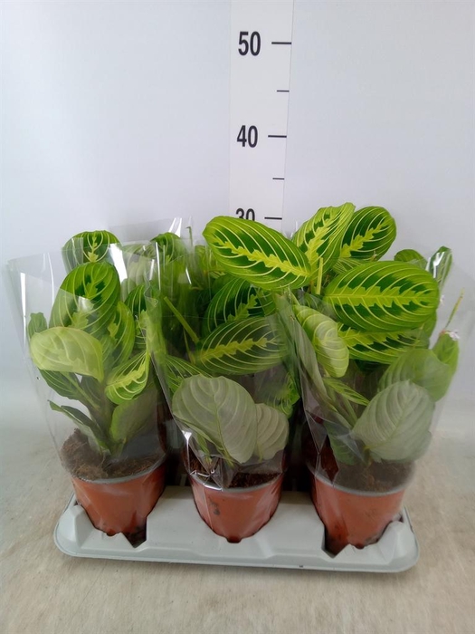 <h4>Maranta leuc.   ...</h4>