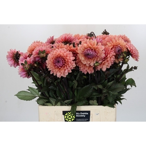 Dahlia Sweet Sanne