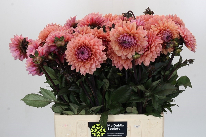 <h4>Dahlia Sweet Sanne</h4>