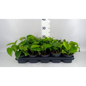 Epipremnum pinn. 'Aureum'