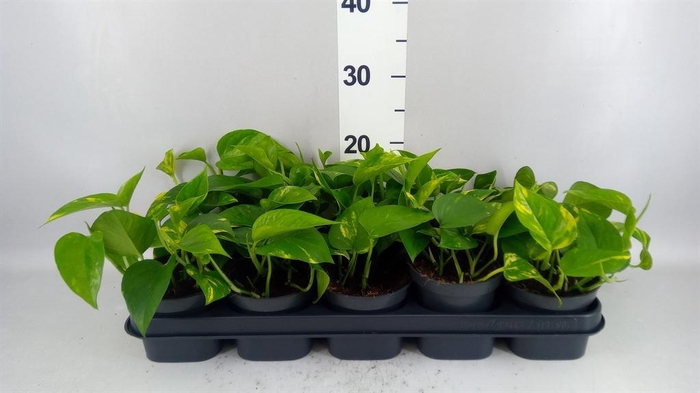<h4>Epipremnum pinn. 'Aureum'</h4>