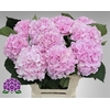 Hydrangea verena