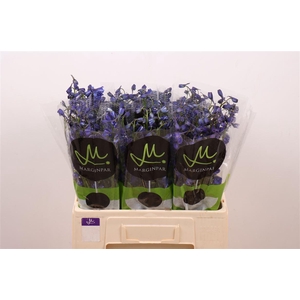 Delph En Bella Andes Azure