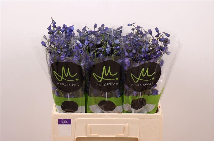 <h4>Delph En Bella Andes Azure</h4>