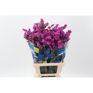 Lim S Crystal Dark Pink