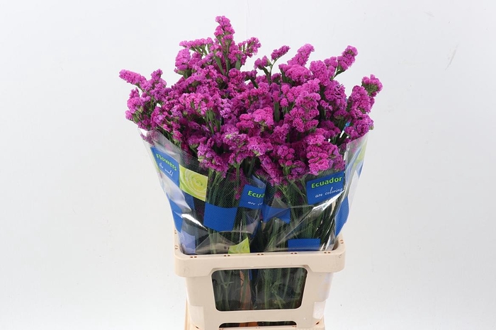 <h4>Lim S Crystal Dark Pink</h4>