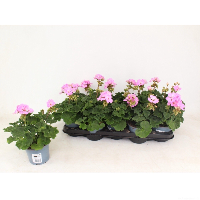<h4>Pelargonium Zonale Toscane Lara</h4>