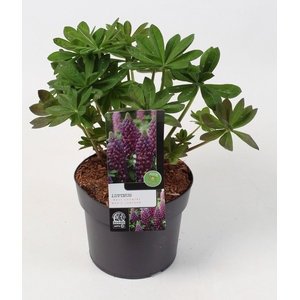 Lupinus 'West Country' magic Lantern 23 cm