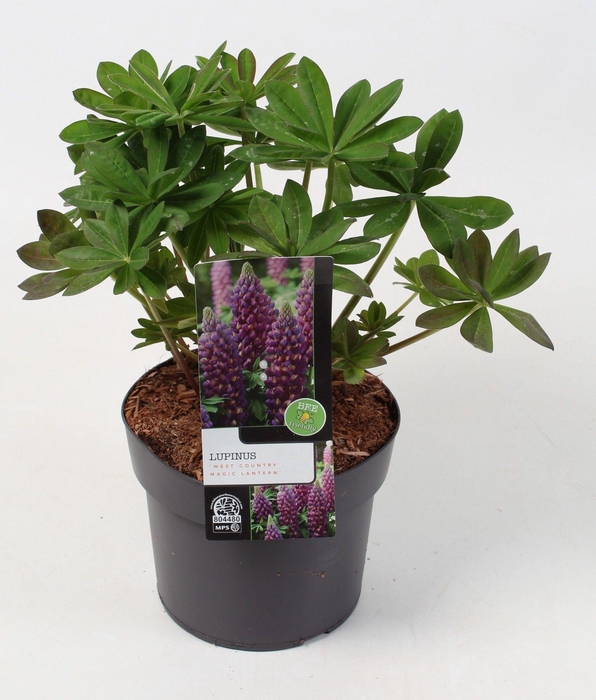 <h4>Lupinus 'West Country' Magic Lantern 19 cm</h4>