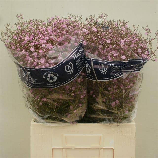 <h4>Gyps Pa My Pink</h4>