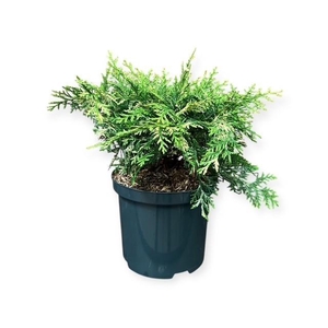 Chamaecyparis l. 'Pearly Swirl's'