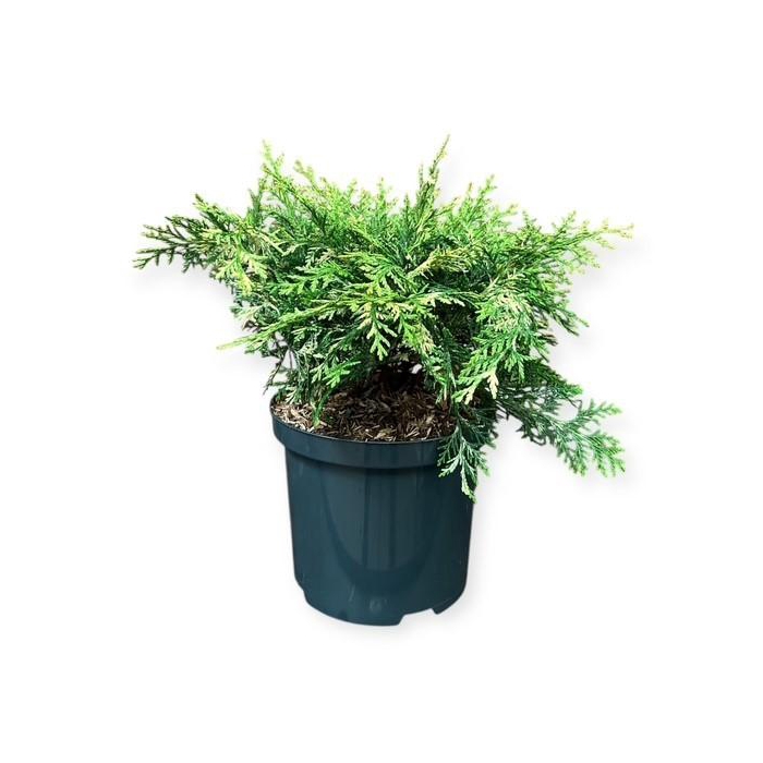 <h4>Chamaecyparis l. 'Pearly Swirl's'</h4>