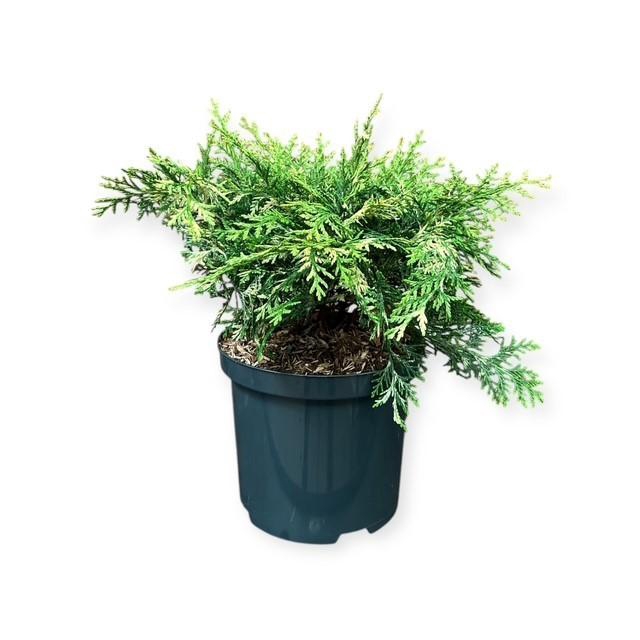 Chamaecyparis l. 'Pearly Swirl's'