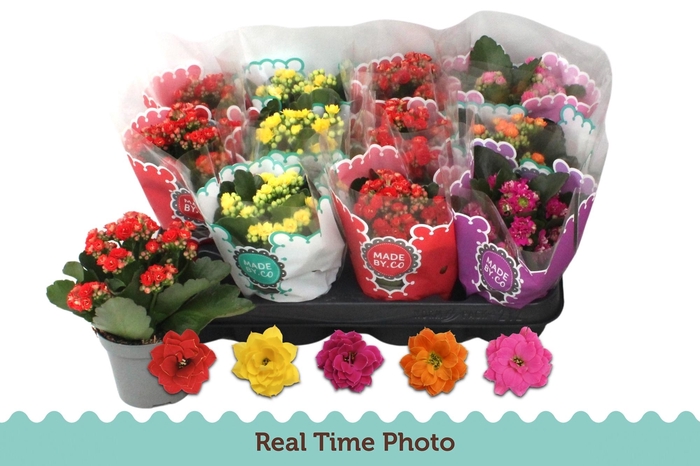 <h4>KAL GE GEM 5 KL</h4>