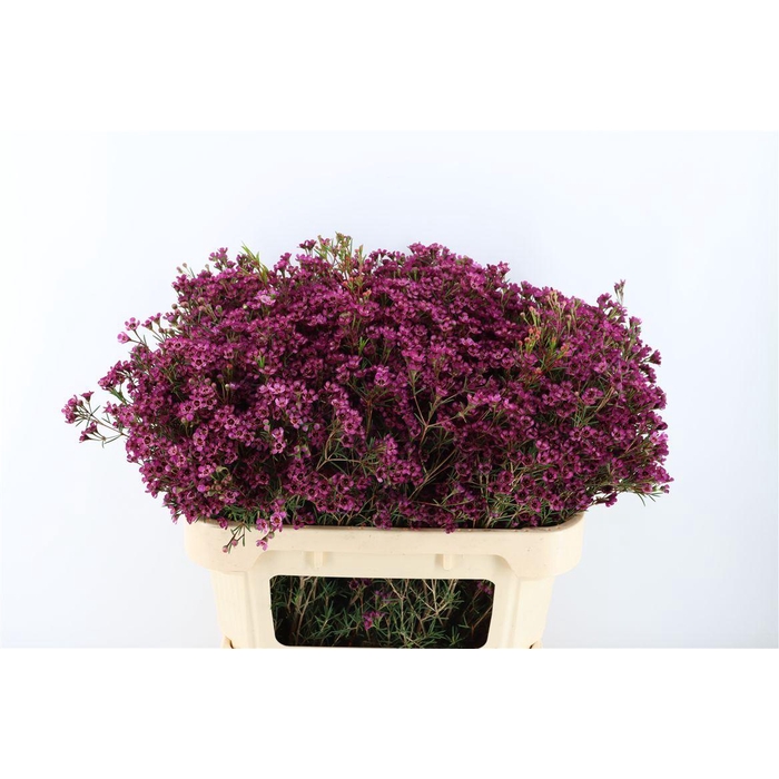 <h4>Cham Early Purple</h4>