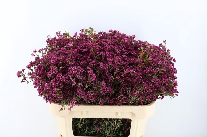 <h4>Cham Early Purple</h4>