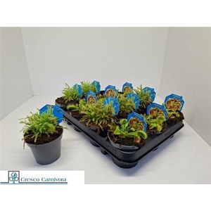 Vleeset Pl Gem 3 Srt