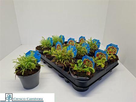 <h4>Vleeset Pl Gem 3 Srt</h4>