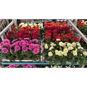 DAHLIA MIXK 5 KL