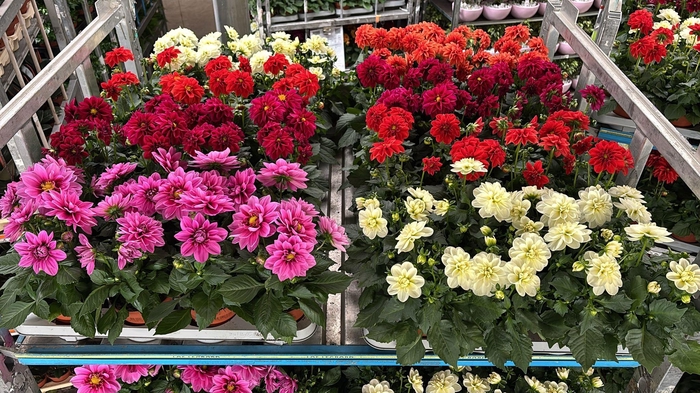 <h4>DAHLIA MIXK 5 KL</h4>