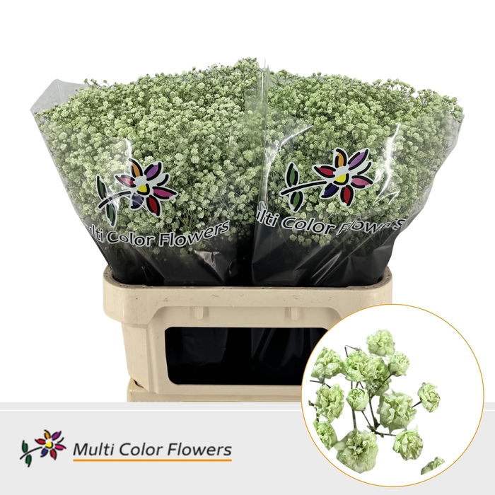 <h4>GYPS GROF MINT</h4>