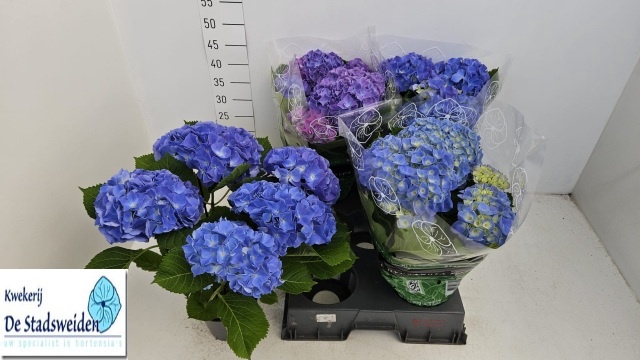<h4>HYDR M BLAUER ZWERG</h4>