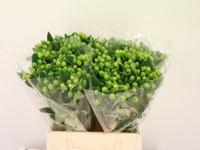 <h4>HYP MAG MIRAGE</h4>