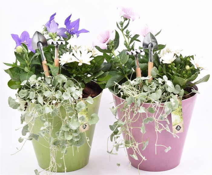 <h4>Kunststof pot roze/groen 21cm</h4>