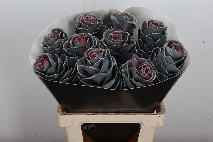 <h4>Snijgroen Brass Klb H</h4>