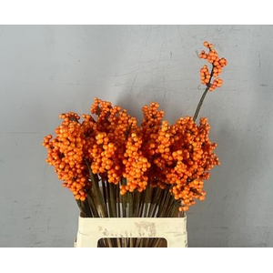 Stick Berries Ilex Orange