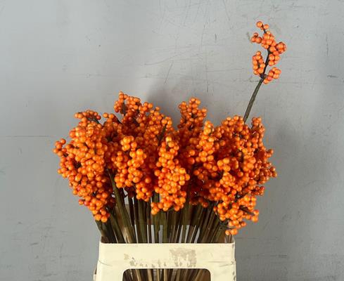 <h4>Stick Berries Ilex Orange</h4>