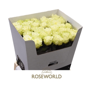 R Gr White Naomi A2 Roseworld