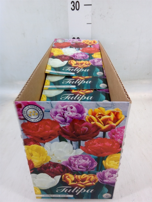 <h4>Tulipa   ...flowerbulbs</h4>