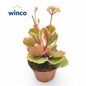 KALANCHOE OV