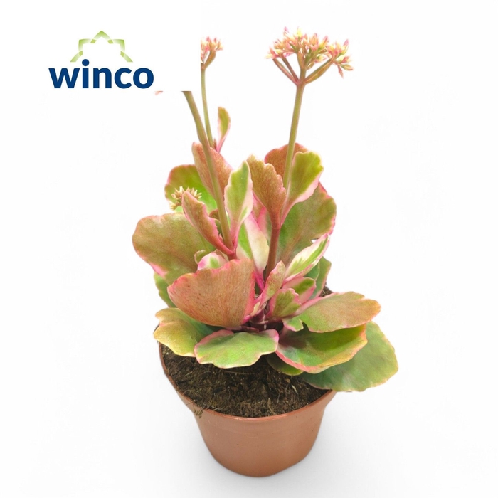<h4>KALANCHOE OV</h4>