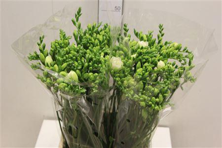 <h4>Fr Du Volante</h4>