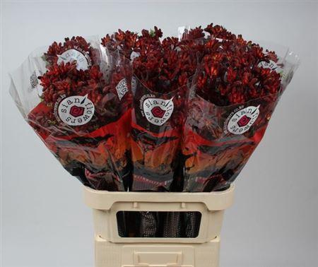 <h4>Anigoz Early Spring</h4>