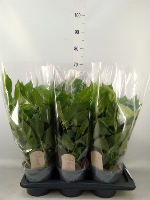 <h4>Schefflera actin.</h4>