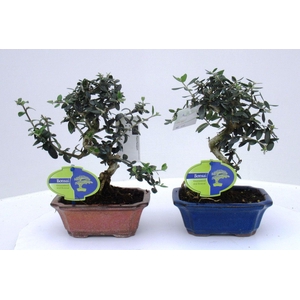 Olea sylvestris, pot 13cm.