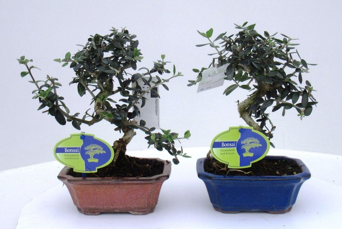 <h4>Olea sylvestris, pot 13cm.</h4>